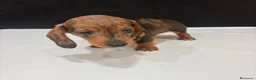 Teckel Miniatura perros en venta: Teckel Miniatura  - Anuncio 11