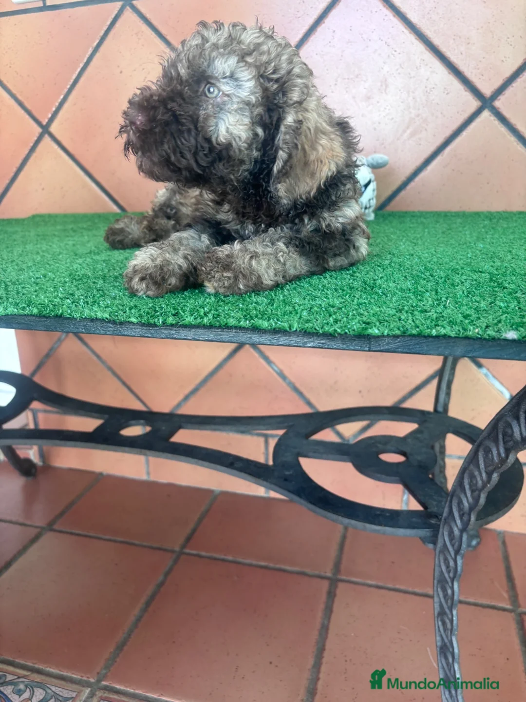 Perro de Agua Español perros en venta: Excelente último cachorrito perro de agua Español - Anuncio 11