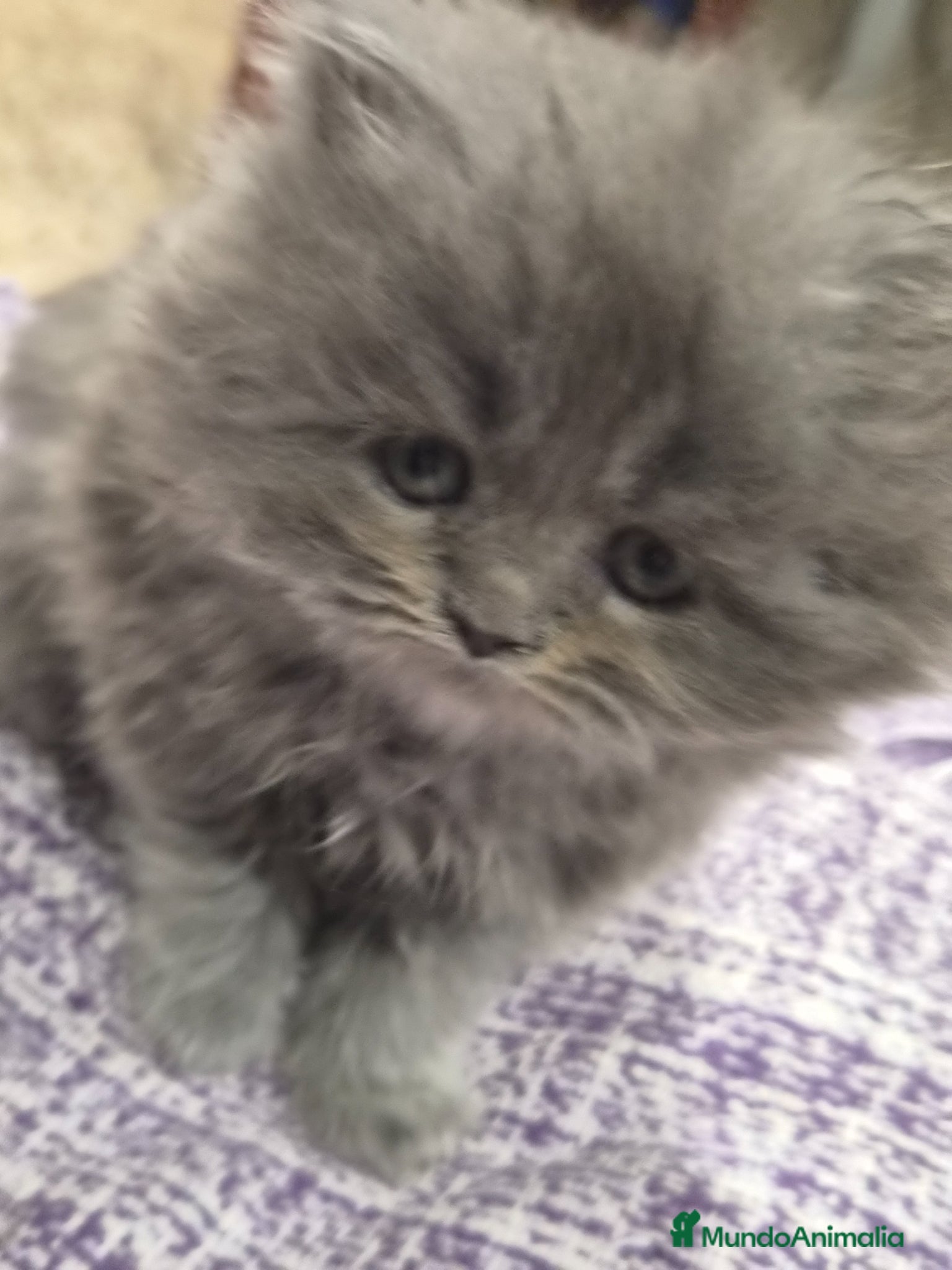 Persa gatos en venta: Gatos persas  - Anuncio 1