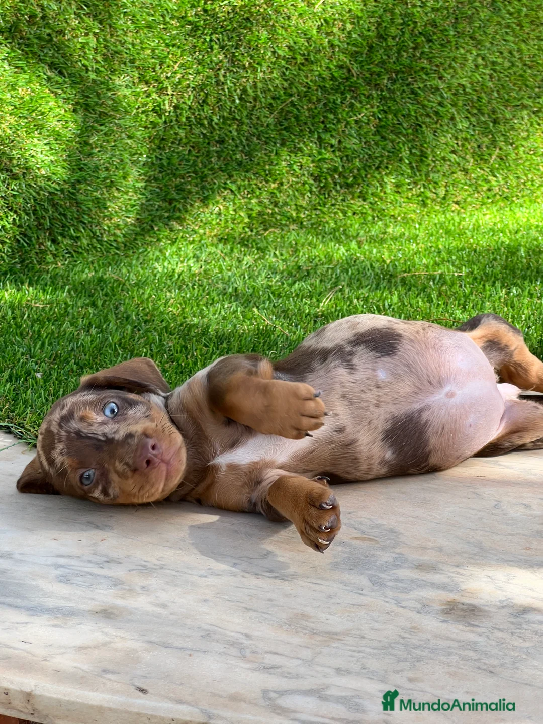 Teckel Miniatura perros en venta: Teckel MADRID !!  en Ciudad Real - Anuncio 8