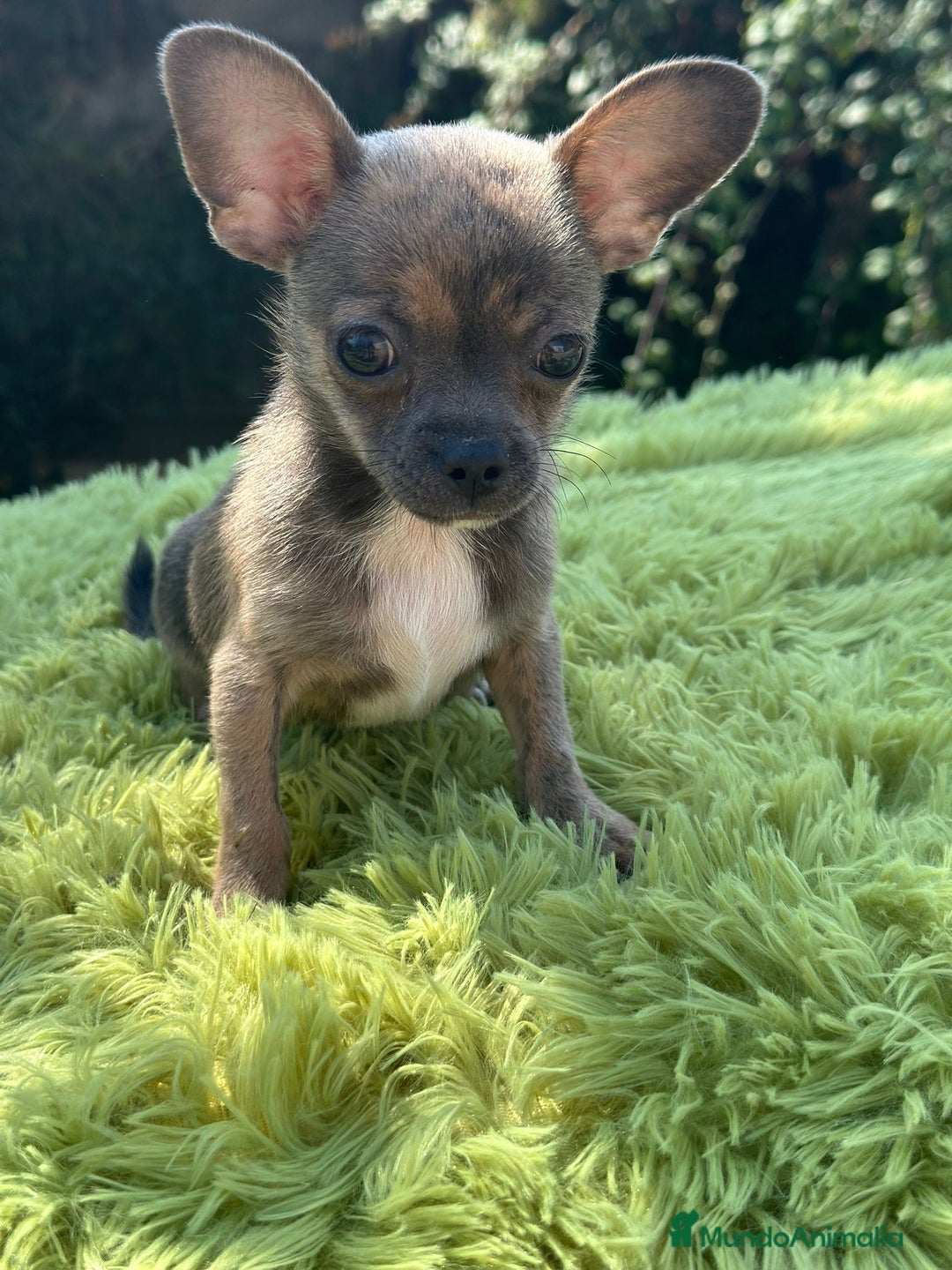 Chihuahua perros en venta: Chihuahua macho - Imagen 1