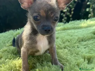 Chihuahua perros Chihuahua macho - Anuncio 27