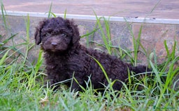 Perro de Agua Español perros en venta: Cachorras hembras de perro de agua español - Imagen 12