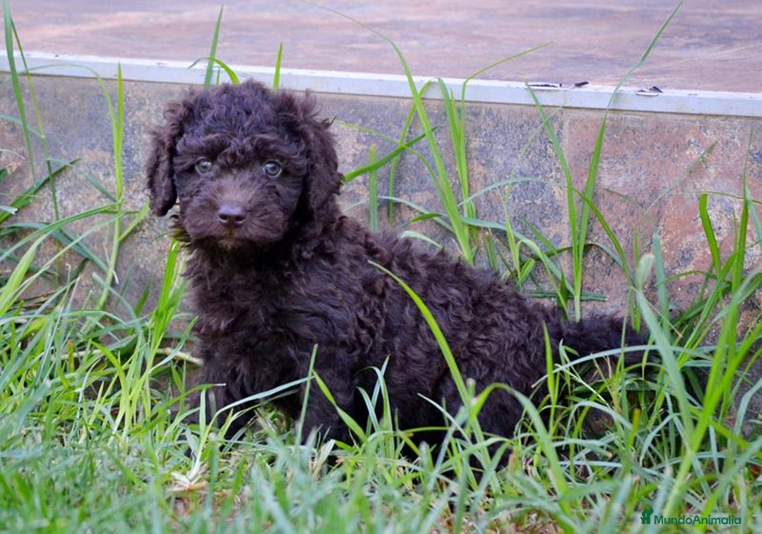 Perro de Agua Español perros en venta: Cachorras hembras de perro de agua español - Imagen 12