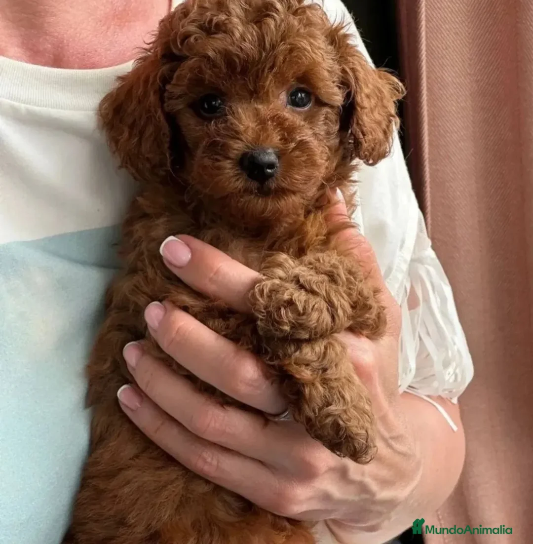 Caniche Toy perros en venta: caniche toy asiáticas hembras  en Pontevedra - Anuncio 2