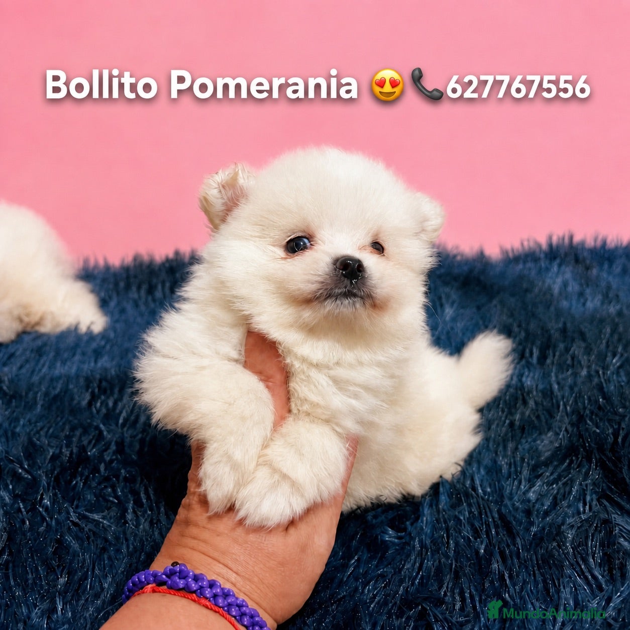 Pomerania perros Pomerania 🐶 - Anuncio 1