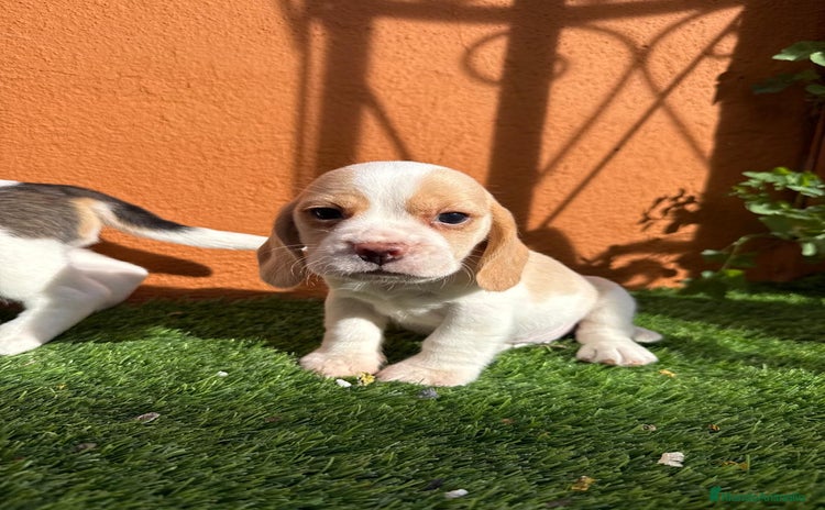 Beagle perros - Anuncio 2