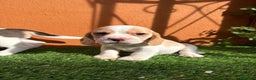 Beagle perros en venta: BEAGLE - Anuncio 1