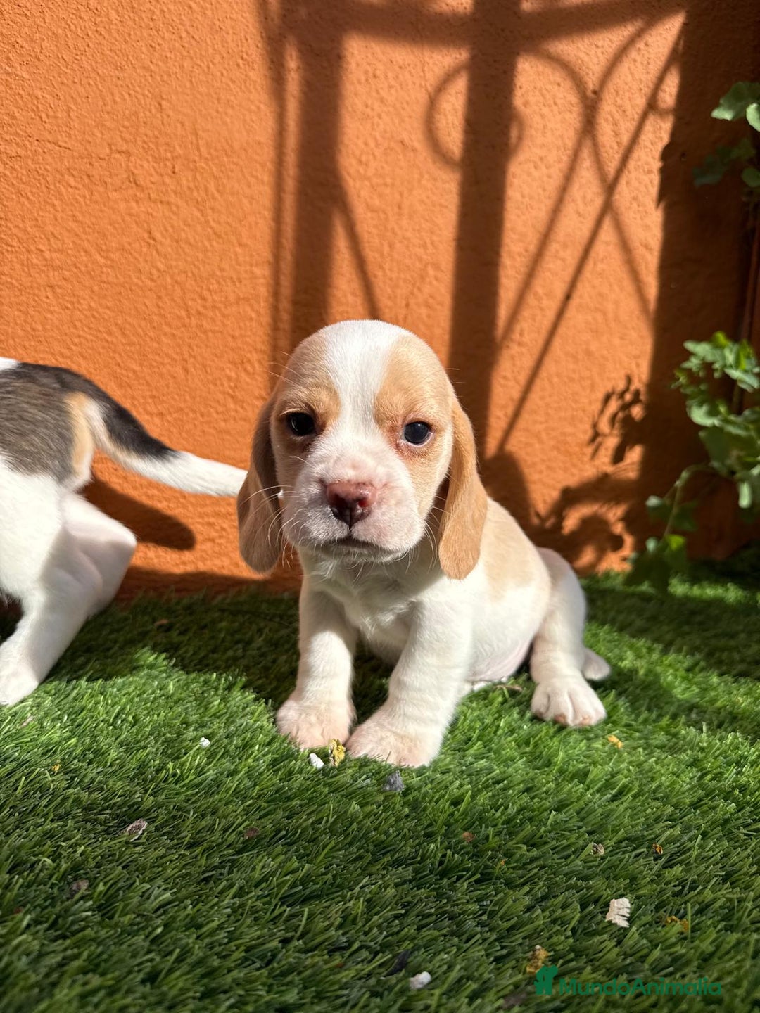 Beagle perros en venta: BEAGLE - Imagen 1