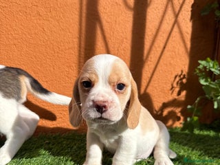 Beagle perros - Anuncio 2