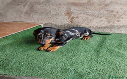 Teckel perros en venta: Macho teckel arlequín plata  - Imagen 2