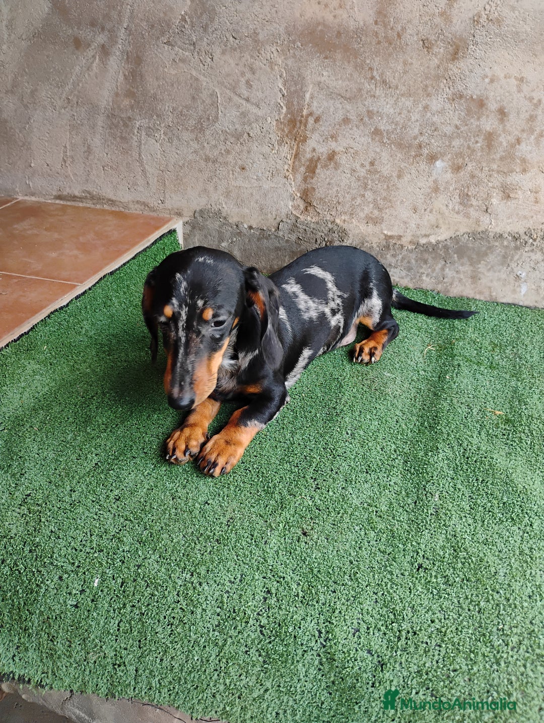 Teckel perros en venta: Macho teckel arlequín plata  - Imagen 2