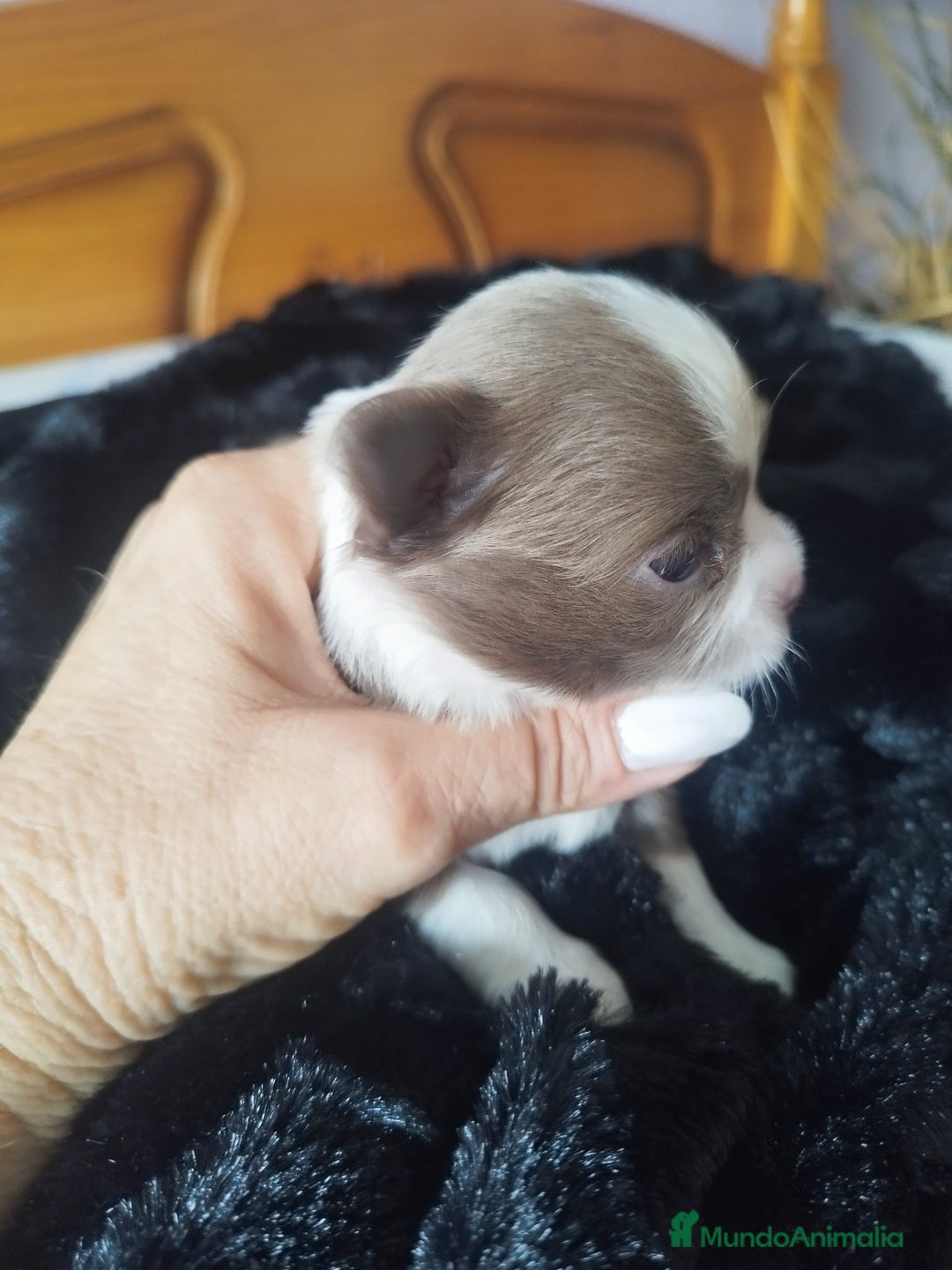 Chihuahua perros en venta: Chihuahua Toy pura raza - Imagen 3