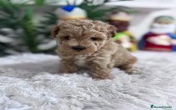 Caniche Toy perros en venta: CANICHE TOY - Anuncio 21