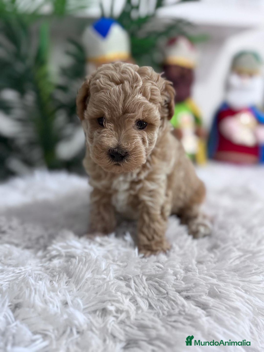 Caniche Toy perros en venta: CANICHE TOY - Anuncio 21