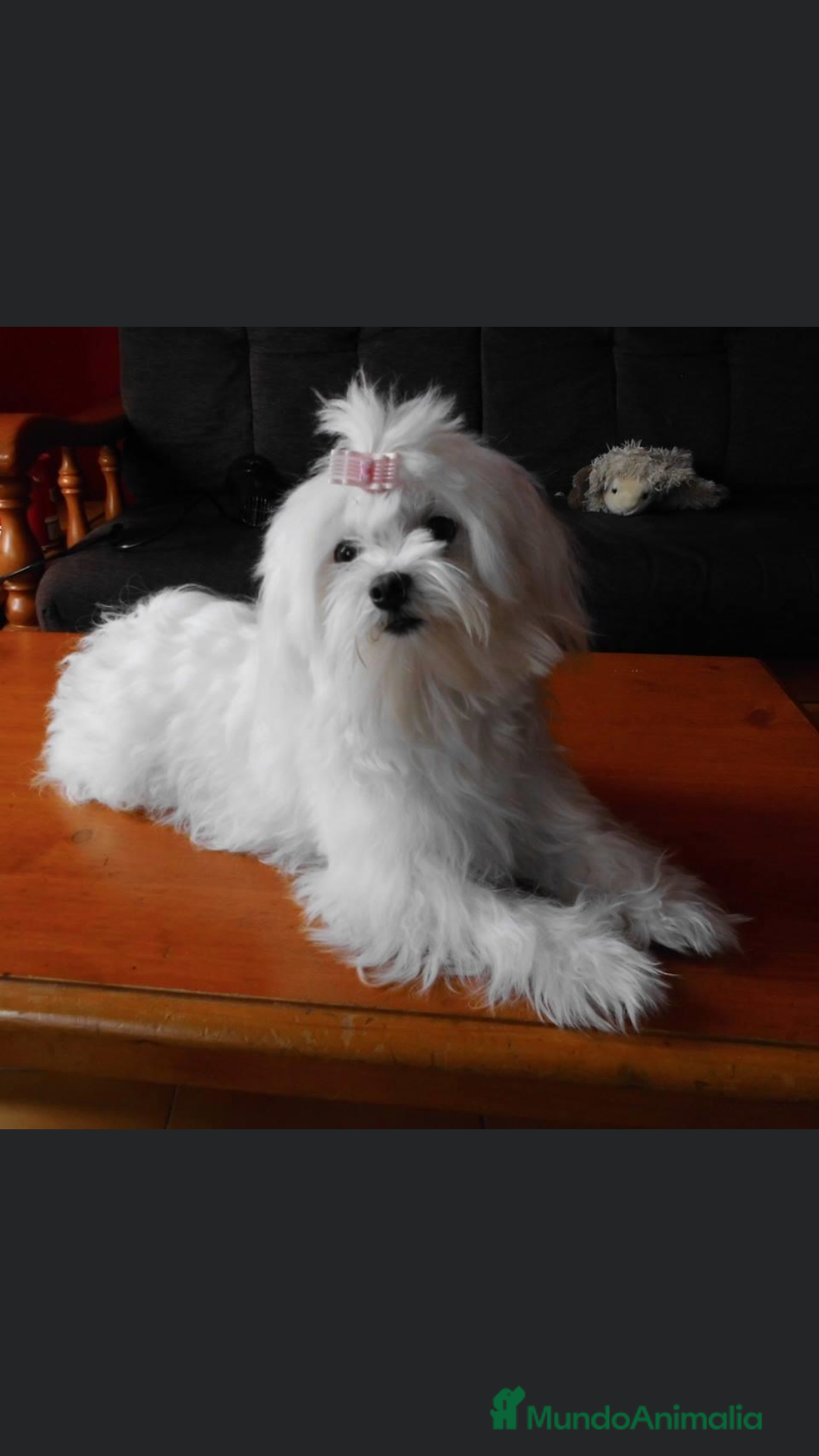 Bichón Maltés perros en venta: Bichón Maltés  - Anuncio 2