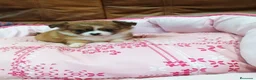Chihuahua perros en venta: CHIHUAHUA TOY  - Anuncio 5