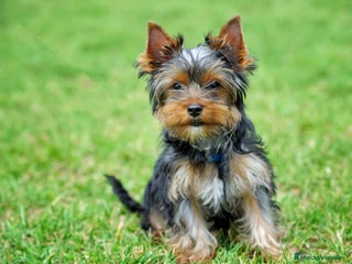 Yorkshire Terrier perros - Anuncio 7
