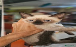 Siamés gatos en venta: Siames - Imagen 7