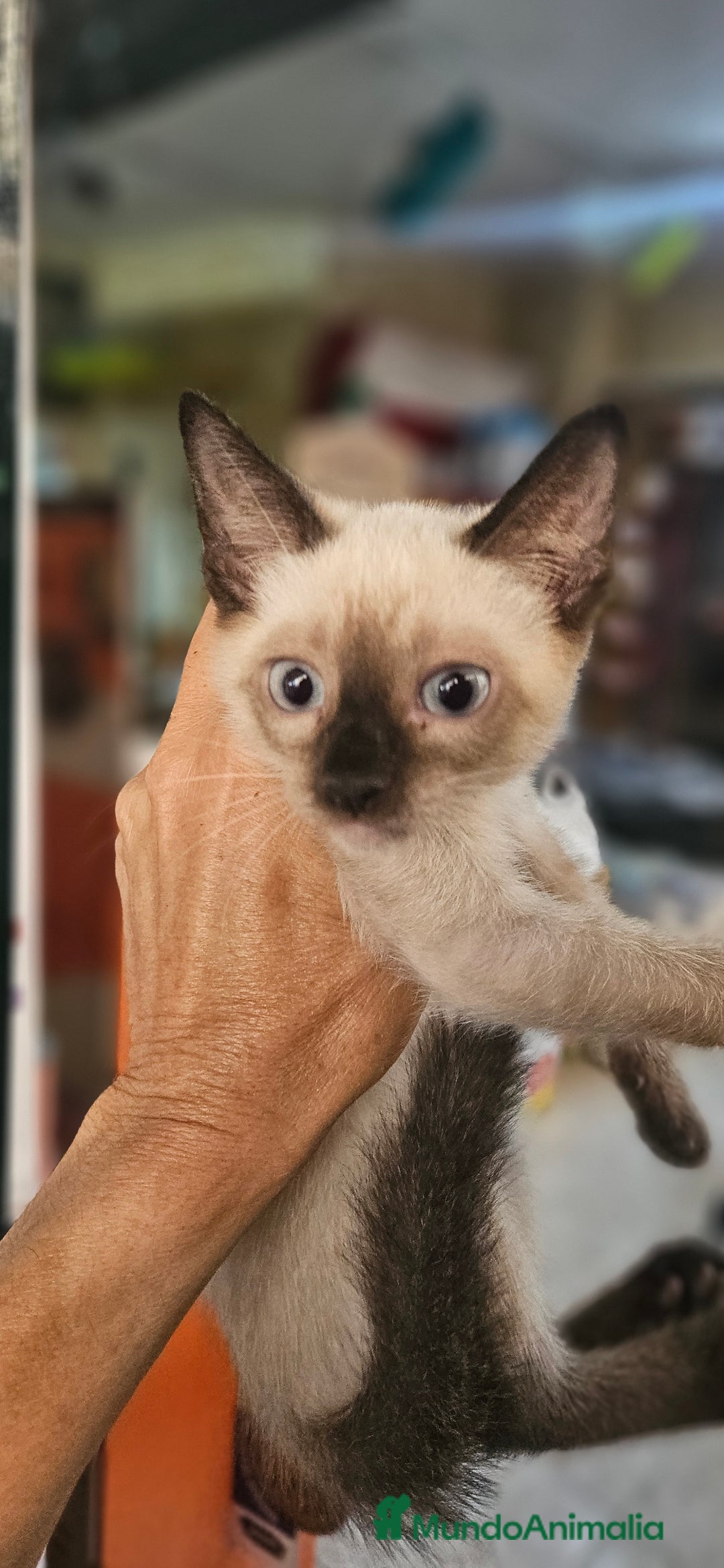 Siamés gatos en venta: Siames - Imagen 7