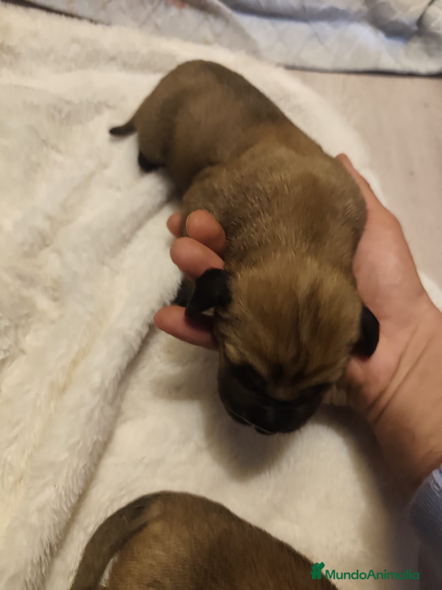Cane Corso perros Cane corso  - Anuncio 2