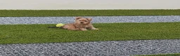 Yorkshire Terrier perros en venta: Yorkshire gold - Anuncio 3
