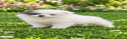 Pomerania perros en venta: Pomerania de Lulú - Anuncio 1