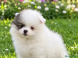 Pomerania perros Pomerania de Lulú - Anuncio 4