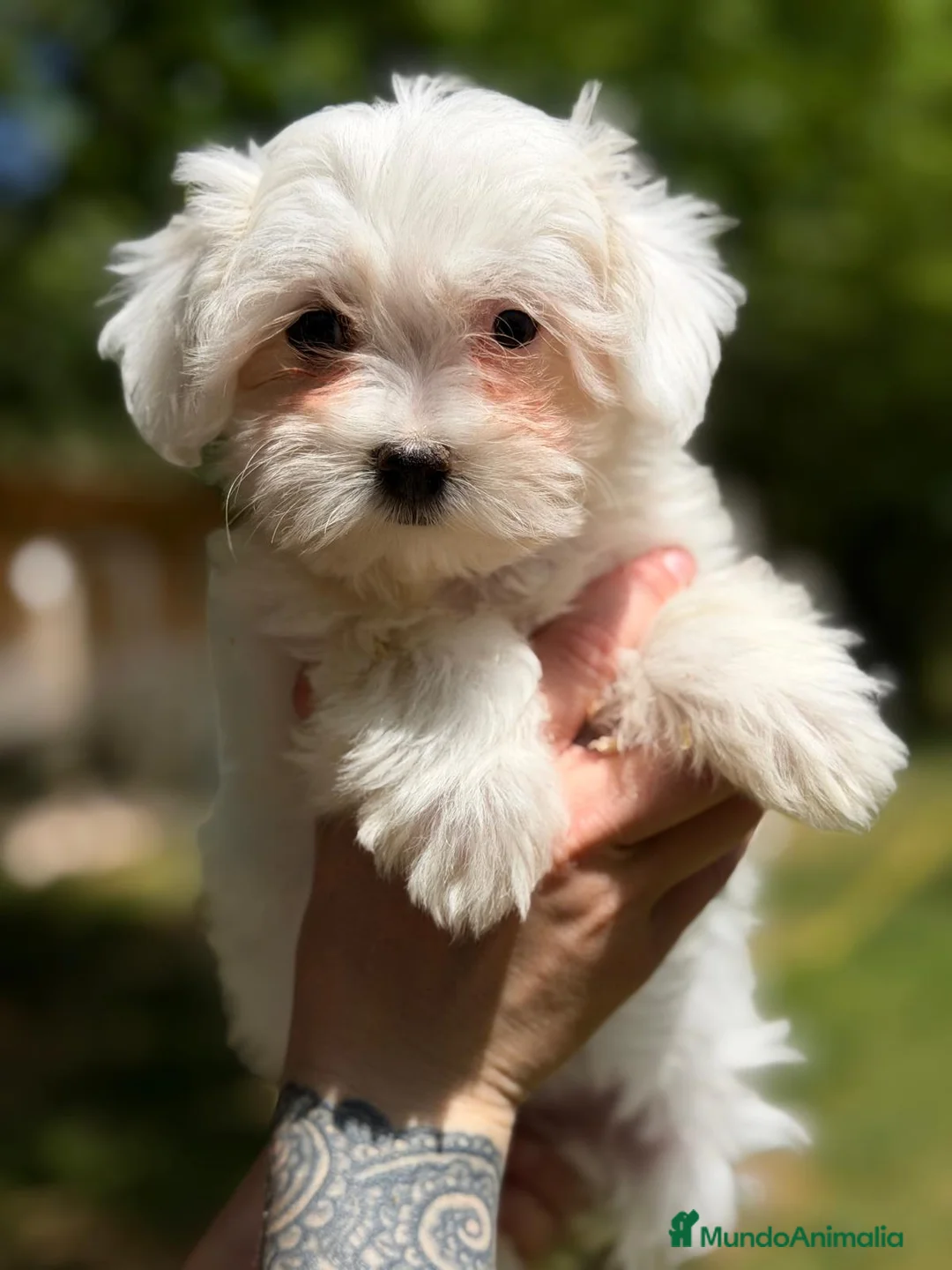 Bichón Maltés perros en venta: BICHON MALTES HEMBRAS - Anuncio 1