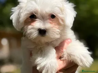 Bichón Maltés perros BICHON MALTES HEMBRAS - Anuncio 1