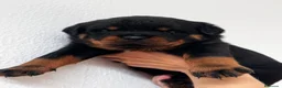 Rottweiler perros en venta: Rottwieler  - Anuncio 4