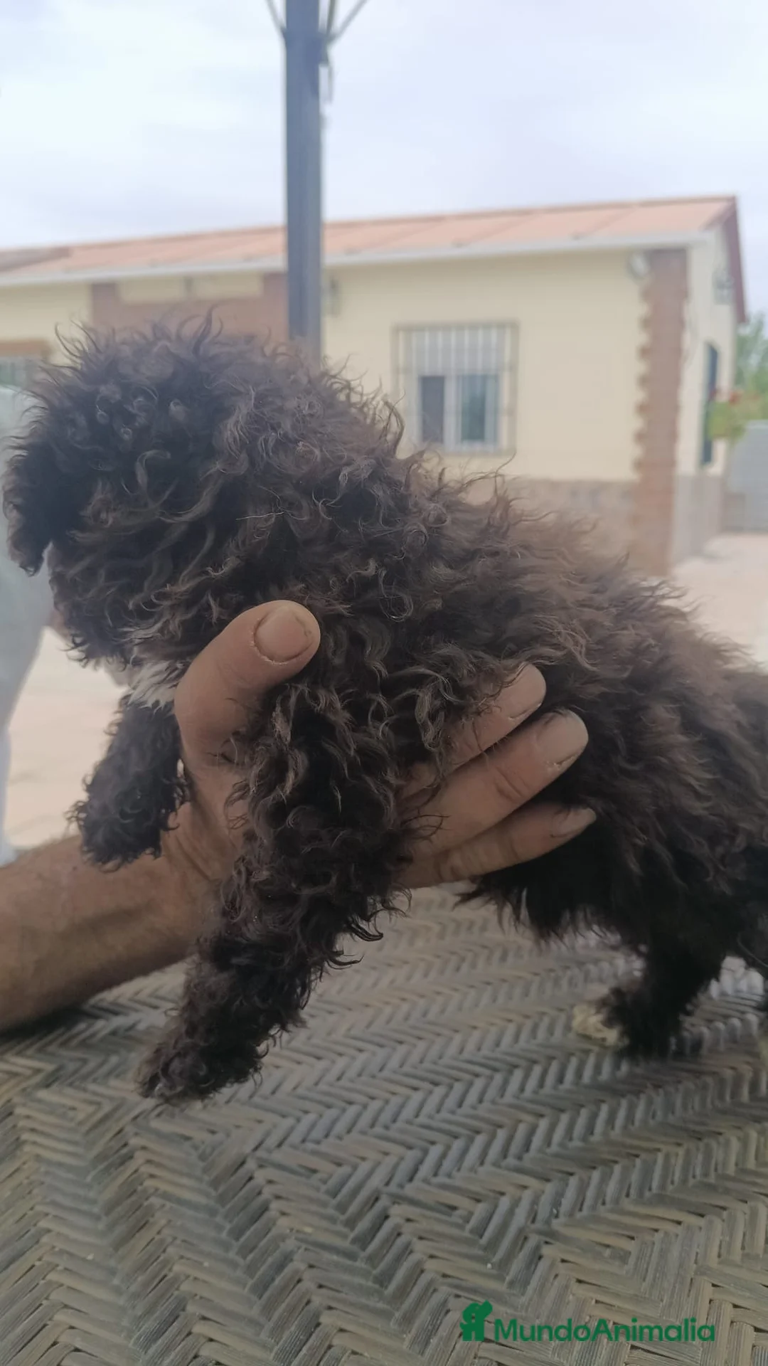 Perro de Agua Español perros en venta: Perros de agua🐶🐾 - Anuncio 12