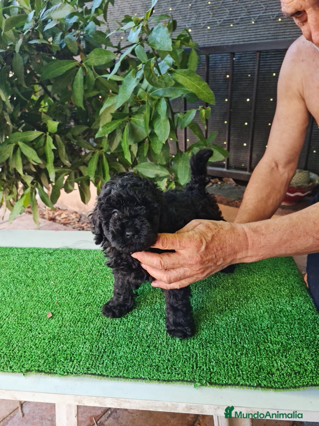 Caniche Toy perros en venta: Caniche - Imagen 5