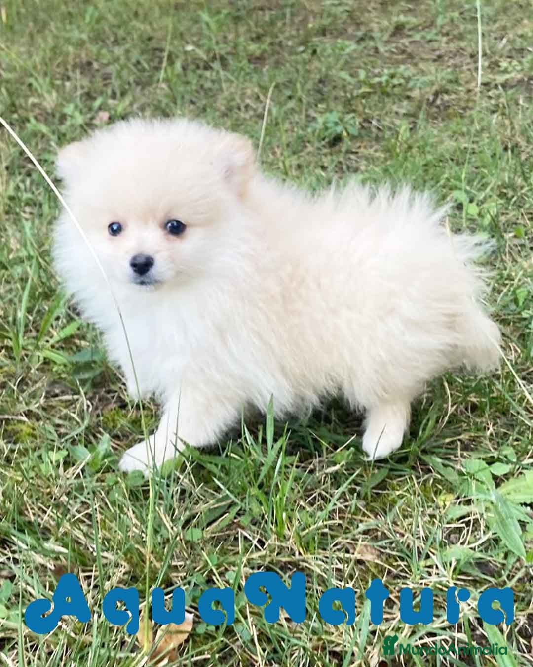 Pomerania perros Pomerania Macho 7515 - AQUANATURA en Barcelona - Anuncio 2