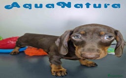 Teckel Miniatura perros en venta: Teckel Hembra DCD 5778 AQUANATURA - Imagen 6