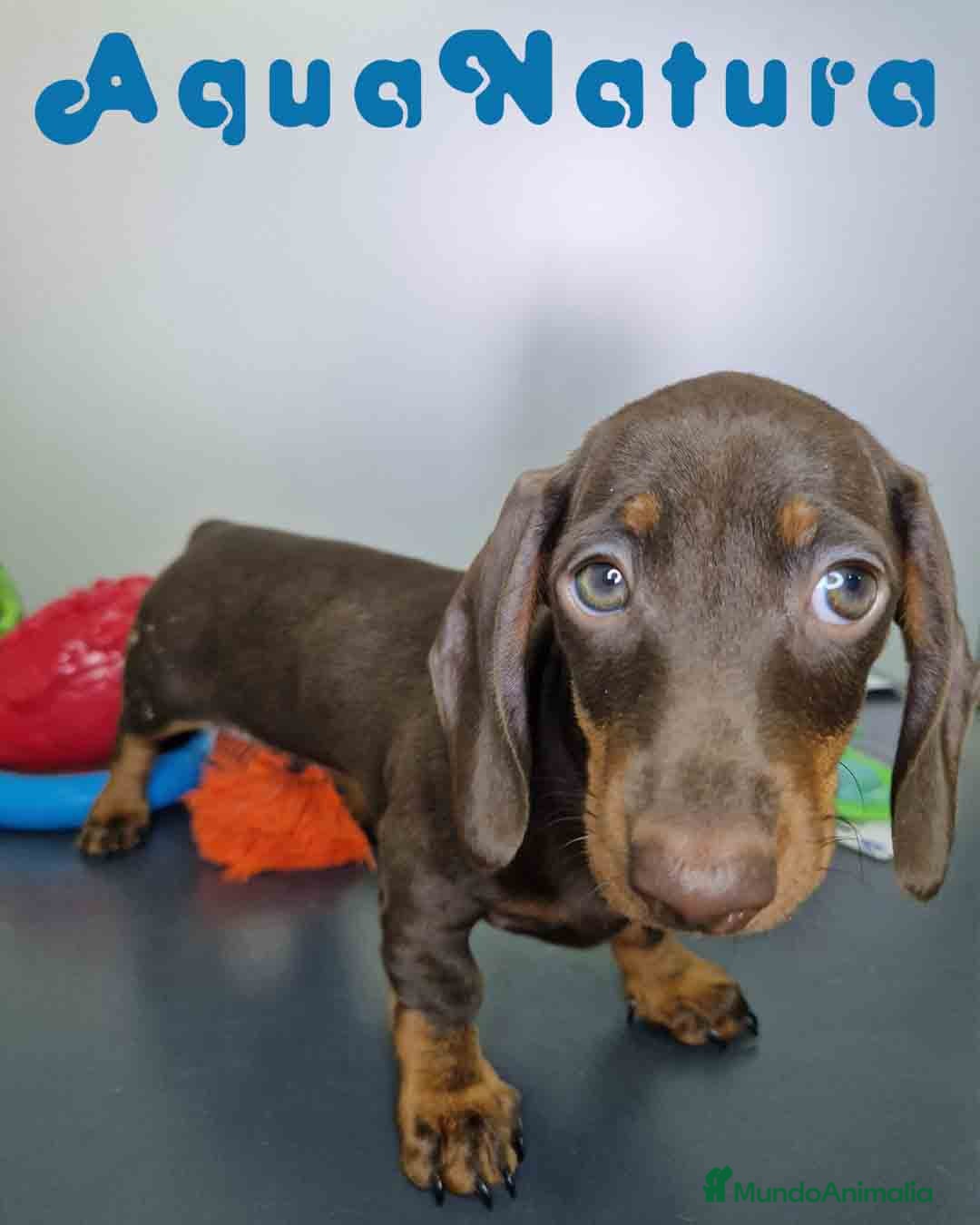 Teckel Miniatura perros en venta: Teckel Hembra DCD 5778 AQUANATURA - Imagen 6