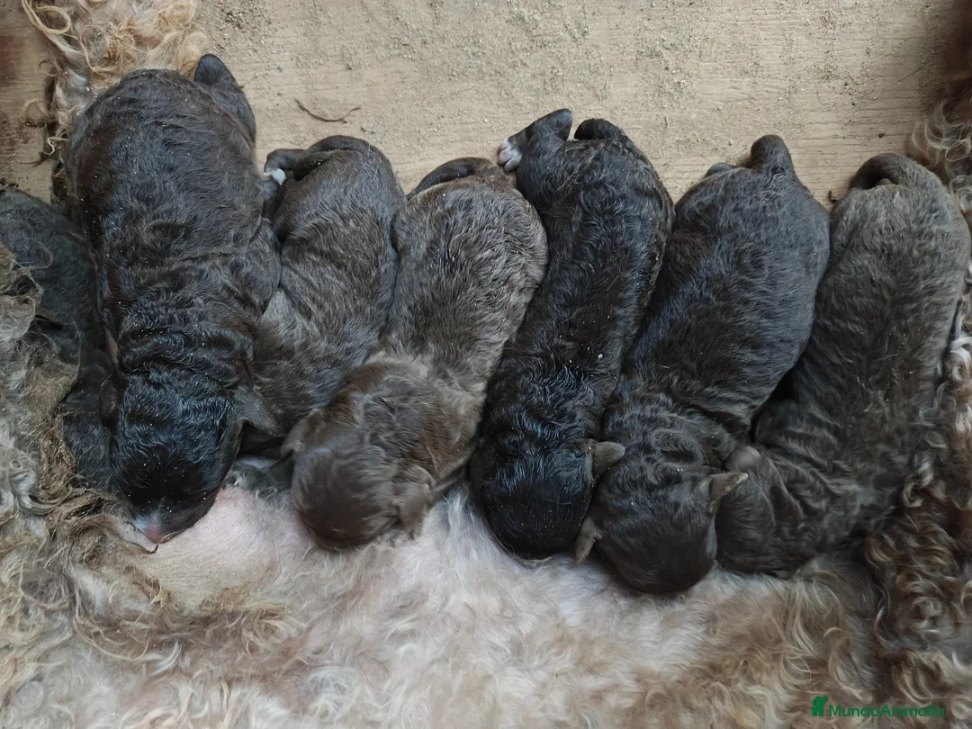 Perro de Agua Español perros en venta: Perro de agua en Sevilla  - Anuncio 1