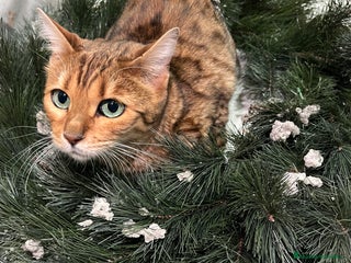 Bengalí gatos Gata bengalí - Anuncio 2