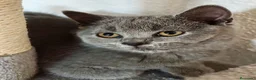 Británico de Pelo Corto gatos en venta: CAMADA DE GATO/AS BRITISH SHORTAIR - Anuncio 6