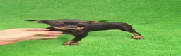Pinscher Miniatura perros en venta: Pincher Miniatura  - Anuncio 2
