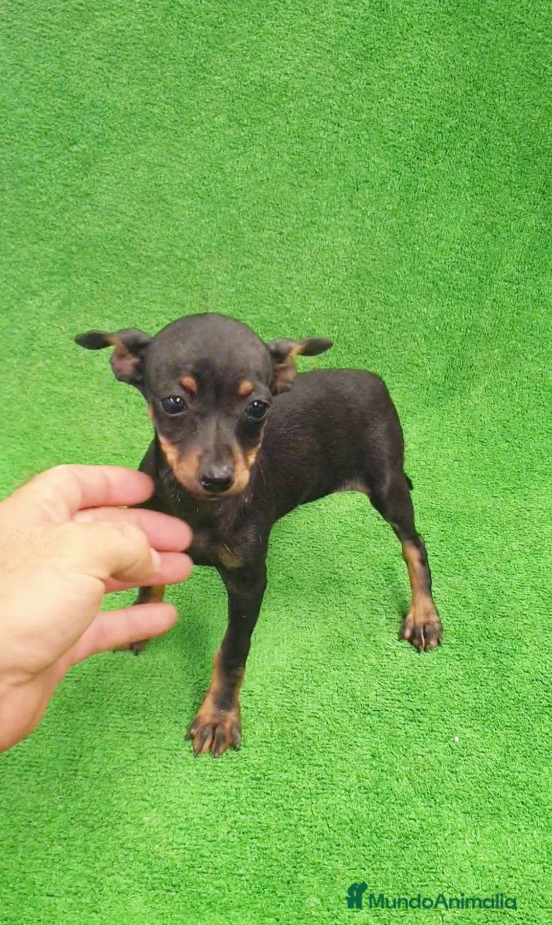 Pinscher Miniatura perros en venta: Pincher Miniatura  - Anuncio 2