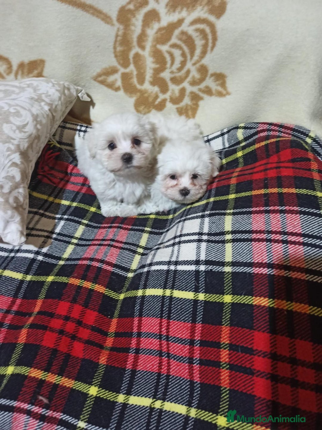 Bichón Maltés perros en venta: Bichón Maltés  - Anuncio 3