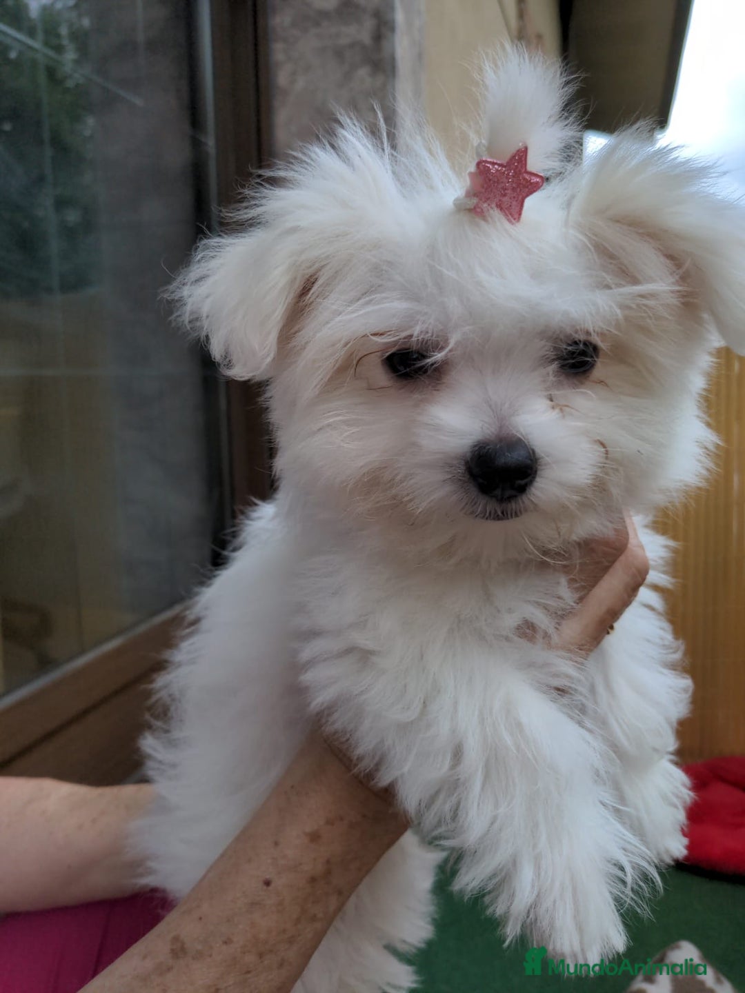Bichón Maltés perros en venta: Camada de bichón maltés - Imagen 27