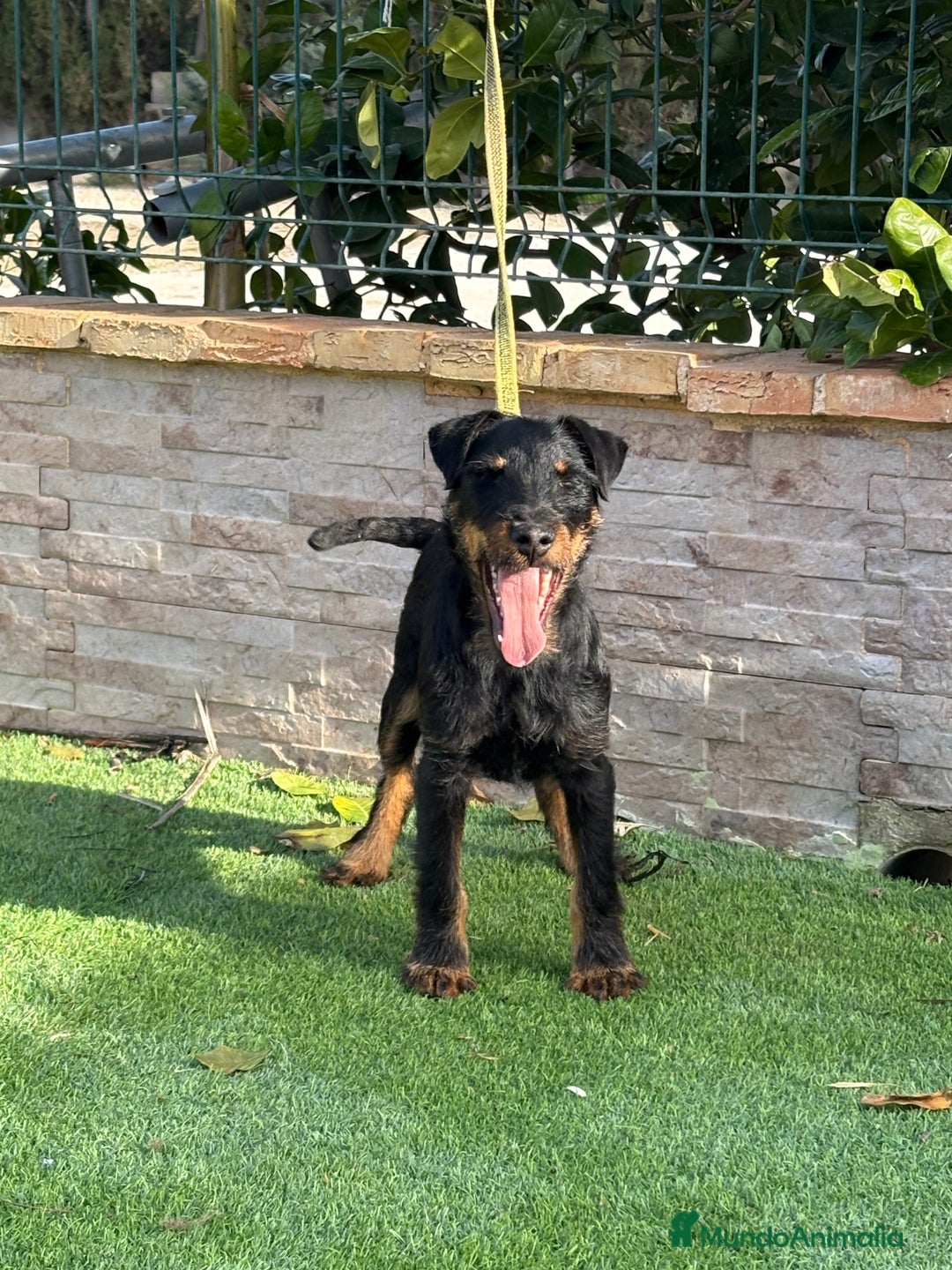 Terrier Alemán de Caza perros en venta: Cachorro Jagd terrier 5 meses  - Anuncio 8