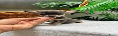 Chihuahua 1