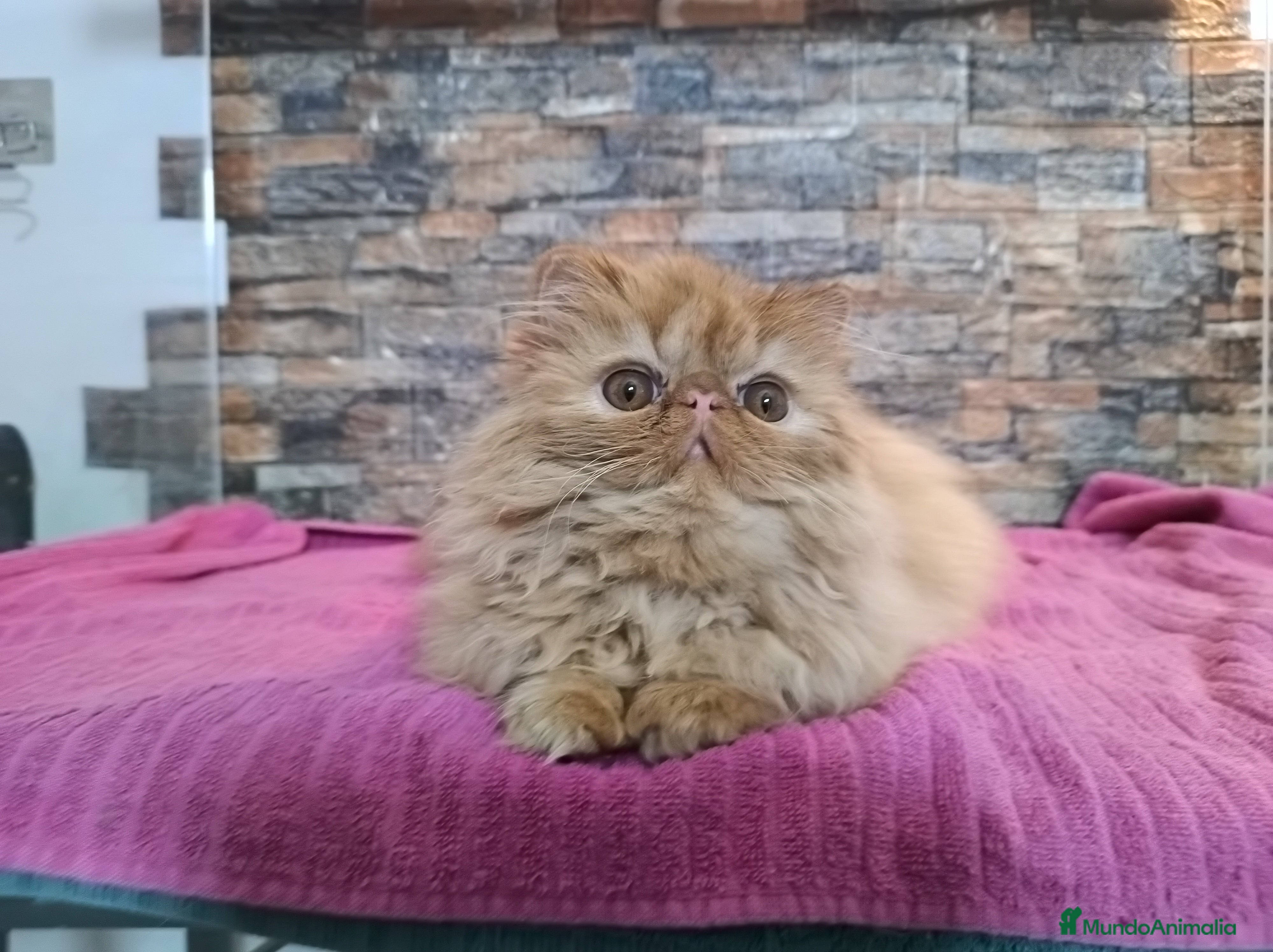 Persa gatos Gatita Persa Roja - Anuncio 2