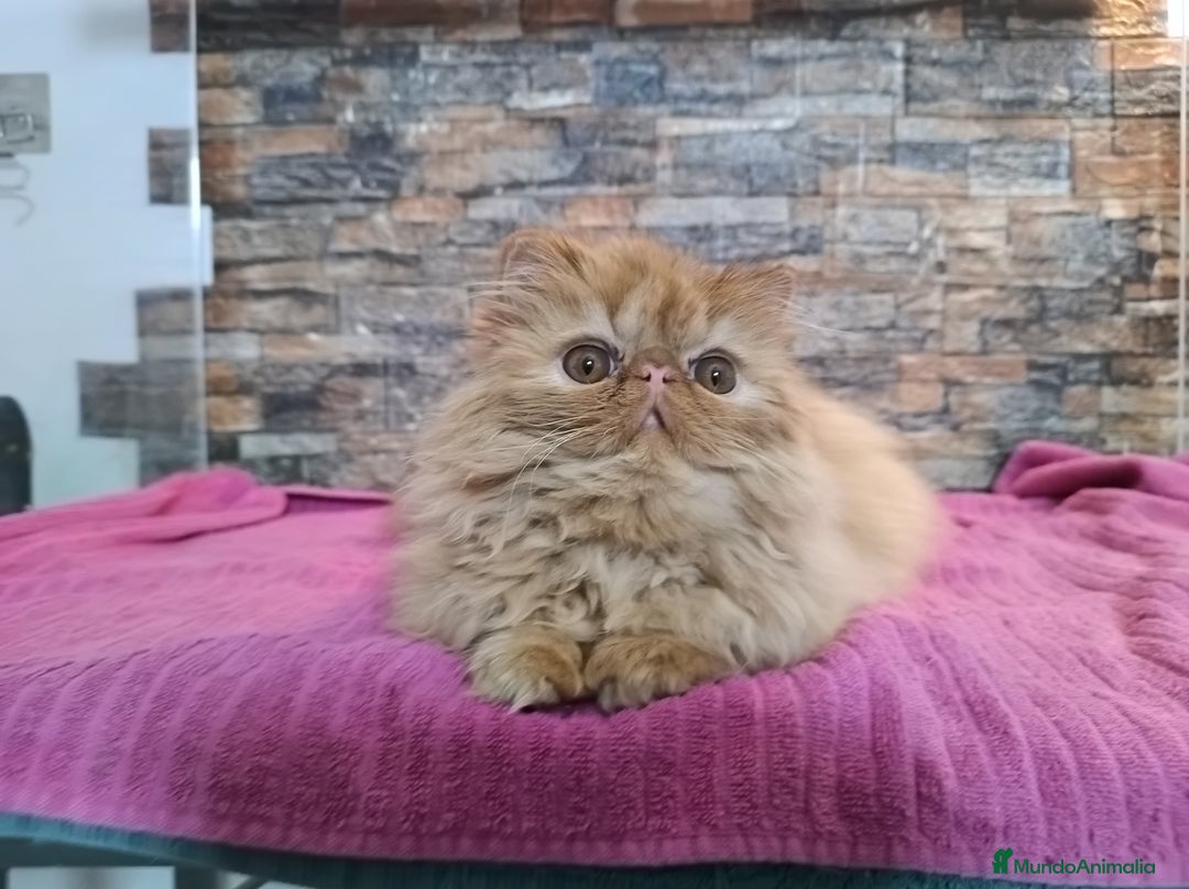 Persa gatos en venta: Gatita Persa Roja - Anuncio 2