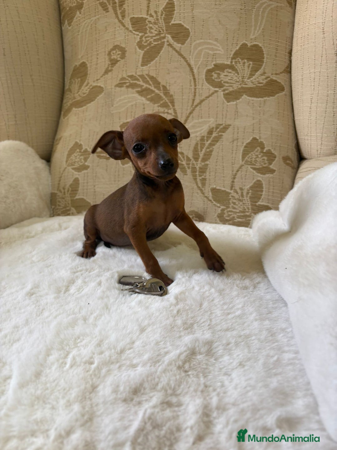 Pinscher Miniatura perros en venta: Pinscher Miniatura cachorro hembra  - Imagen 8
