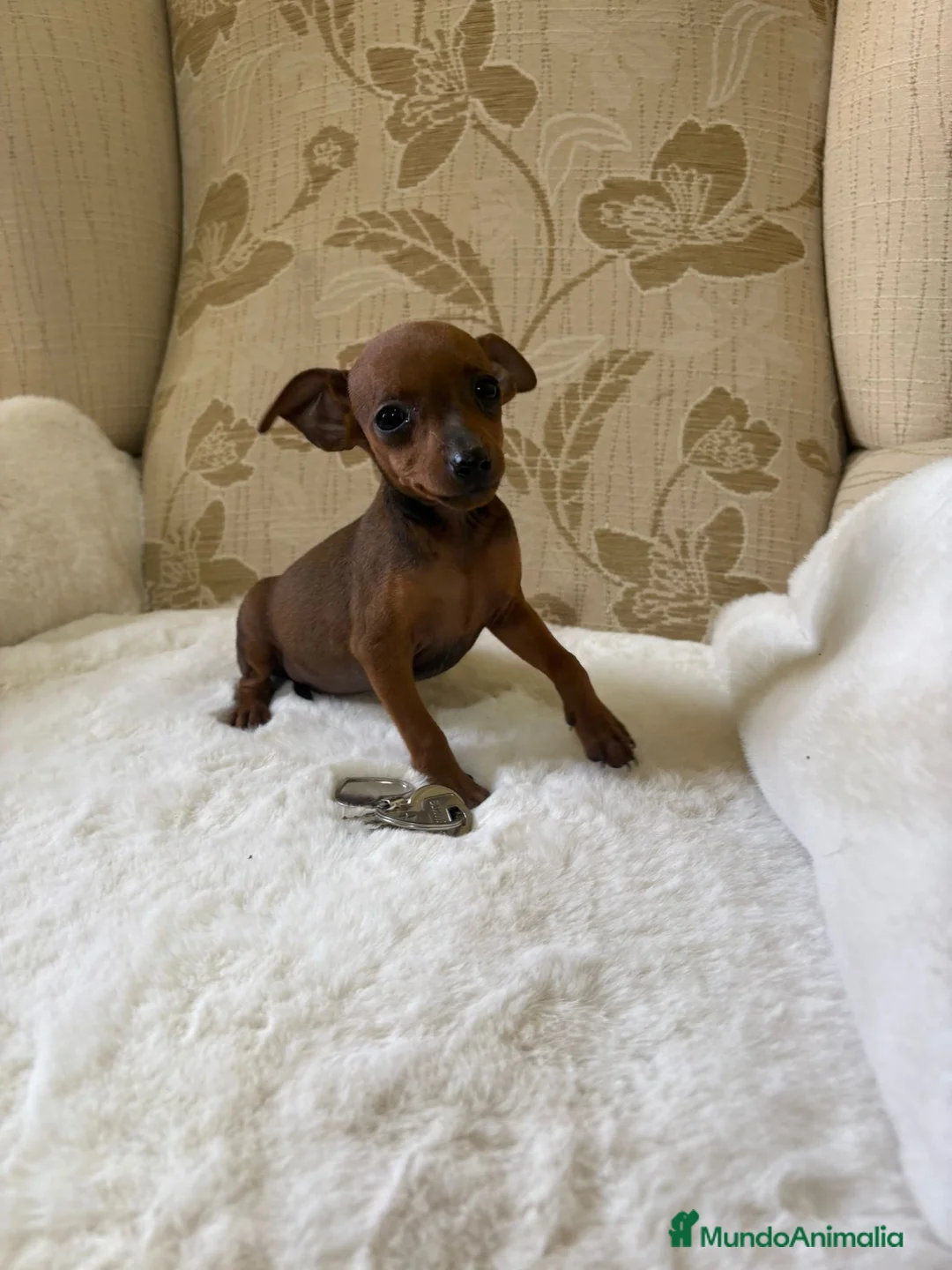 Pinscher Miniatura perros en venta: Pinscher Miniatura cachorro hembra  - Anuncio 8