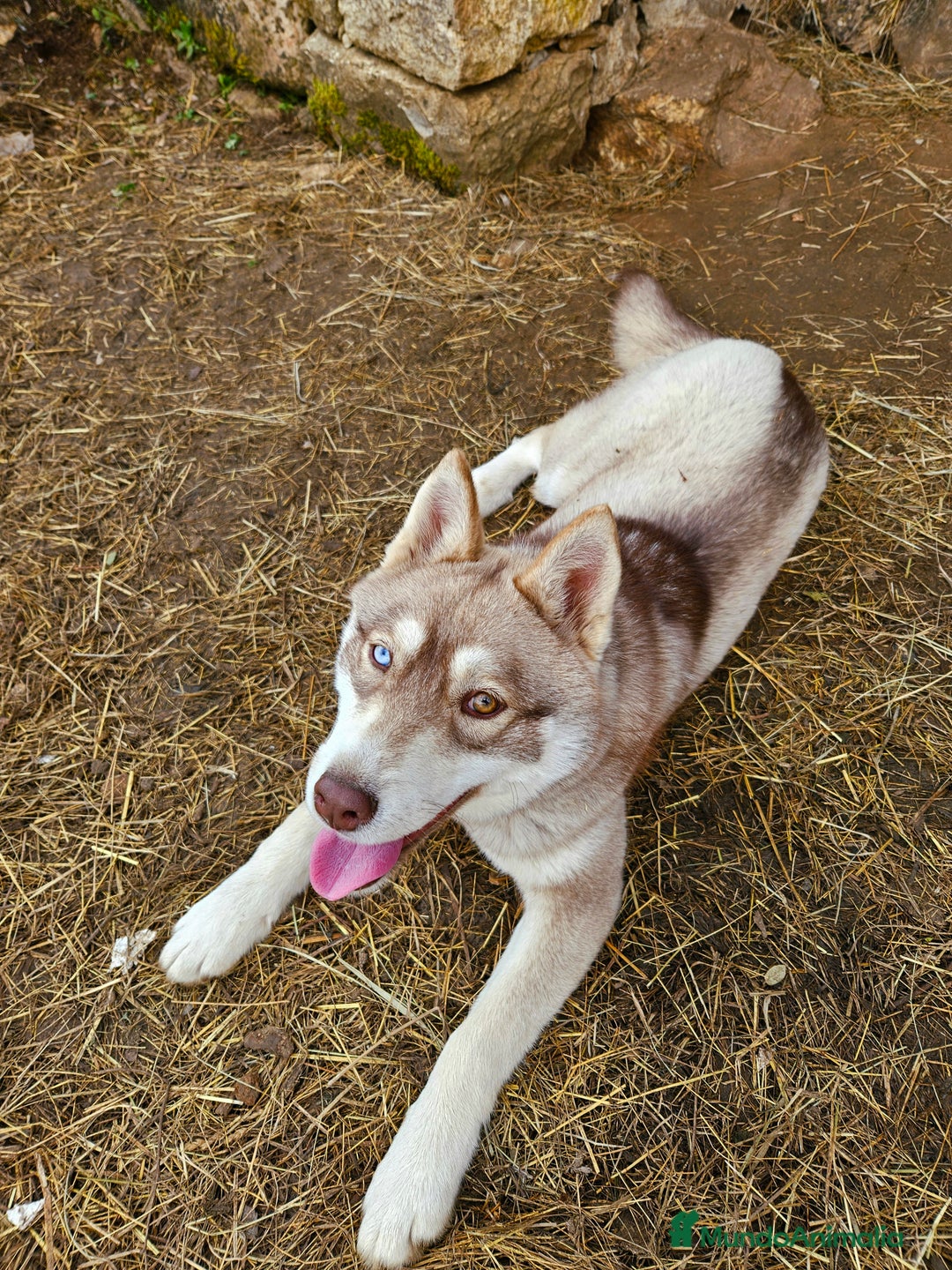 Husky Siberiano perros en venta: Husky Siberiano hembra Red Agouti - Imagen 6